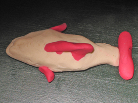A Dolphin (NO not a Shark)